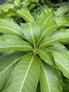 Mango leaf in nature garden Royalty Free Stock Photo