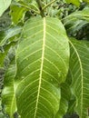 Mango leaf in nature garden Royalty Free Stock Photo