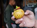 close up of mangosteen fruit or garcinia mangostana held by hand
