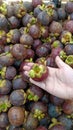 Close up mangosteen in woman hand on blurred mangostana garcinia background, kind of tropical fruit that juicy, delicious with