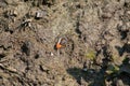 Close up of a Mangrove Fiddler Crab on a muddy soil of saline bay in protected area called Mangrove Forest in Tanjung Piai Nationa Royalty Free Stock Photo