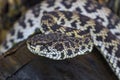 Close up of Mangrove Pitviper snake