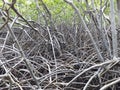 Close-up of mangrove root forest. Caribbean vegetation. Tropical landscape of mangrove roots. Wild nature backgrounds