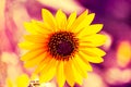 Manipulated, Macrophotography of Sunflowers, Helianthus flowering plant Royalty Free Stock Photo