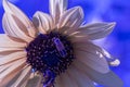 Close up manipulated Sunflowers Helianthus annuus on a stem with soldier beetles Royalty Free Stock Photo