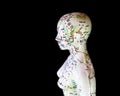 Closeup of a mannequin with meridians and acupuncture points on a dark background. Royalty Free Stock Photo