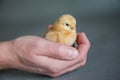 Yellow Baby Chick in Hand Royalty Free Stock Photo