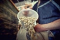 Close up hands drip coffee.Freshly  coffee beans Royalty Free Stock Photo