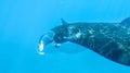 Close up of Manta ray in blue water of the ocean with sun rays above, Andaman sea, south of Thailand, copy space Royalty Free Stock Photo