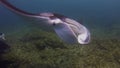 Close Up Manta Rays Group. Pair Of Graceful Mantas Or Sea Rays In Blue Sunlit Sea