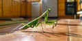 Close-up of a mantis on the floor Royalty Free Stock Photo