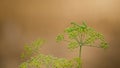 Mantis green insect on green plant in brown background