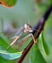 A mantis is observing the environment from a tree Royalty Free Stock Photo