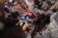 A close up of a Mantis Shrimp