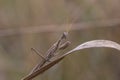 Close up of mantis sitting on dry plant Royalty Free Stock Photo