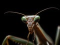 close up of on an european mantis with dark background