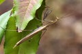 Close up of mantodea