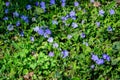 Close up of many blue flower of periwinkle or myrtle herb Vinca minor in a sunny spring garden, beautiful outdoor floral backgro Royalty Free Stock Photo
