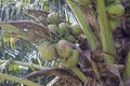 Close up of many coconuts on the tree