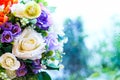 Close up many colorful flower rose for wedding & flower. Royalty Free Stock Photo
