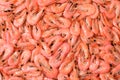 Close up of many cooked shrimp