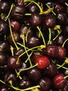 Close-up of many dark red cherries