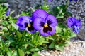 Close up of many delicate blue pansy flowers in full bloom in a sunny spring garden, beautiful outdoor floral background photograp