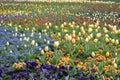 Close up of many delicate mixed colored tulips in full bloom in a sunny spring garden, beautiful outdoor floral background with ye Royalty Free Stock Photo