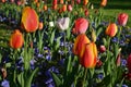 Close up of many delicate mixed colored tulips in full bloom in a sunny spring garden, beautiful outdoor floral background with ye Royalty Free Stock Photo