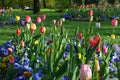 Close up of many delicate mixed colored tulips in full bloom in a sunny spring garden, beautiful outdoor floral background with ye Royalty Free Stock Photo