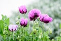 Close up of many delicate purple poppy flowers and small green blooms in a British cottage style garden in a sunny summer day,