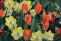 Close up of many delicate red tulips and yellow daffodils in full bloom with small waterdrops in a spring garden in a rain day, be Royalty Free Stock Photo