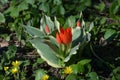 Close up of many delicate small red tulips in full bloom in a sunny spring garden, beautiful outdoor floral background photographe Royalty Free Stock Photo