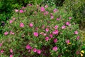 Close up of many delicate vivid pink Cistus flowers, commonly known as rockrose, in full bloom in a sunny summer garden, beautiful