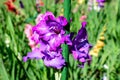 Many delicate vivid purple Gladiolus flowers in full bloom in a garden in a sunny summer day