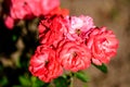 Close up of many delicate vivid red roses in full bloom and green leaves in a garden in a sunny summer day, beautiful outdoor Royalty Free Stock Photo