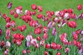 Close up of many delicate vivid red and white tulips in full bloom in a sunny spring garden, beautiful outdoor floral background Royalty Free Stock Photo