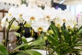 Close up of many delicate white Phalaenopsis orchid flowers in full bloom in a garden pot by the window in a sunny summer day Royalty Free Stock Photo