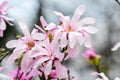 Close up of many delicate white pink magnolia flowers blossoms on a branch in a garden in a sunny spring day, beautiful outdoor fl Royalty Free Stock Photo