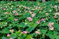 Close up of many delicate white pink water lily flowers Nymphaeaceae in full bloom on a water surface in a summer garden, beauti Royalty Free Stock Photo