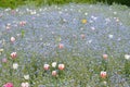 Close up of many delicate white and red tulips and small blurred blue forget me not flowers in full bloom in a sunny spring garden Royalty Free Stock Photo