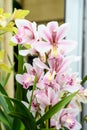 Close up of many delicate white and vivid pink Phalaenopsis orchid flowers in full bloom in a garden pot by the window in a sunny Royalty Free Stock Photo