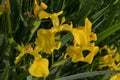 Close up of many delicate wild yellow iris flowers in full bloom, in a garden in a sunny summer day, beautiful outdoor floral back Royalty Free Stock Photo
