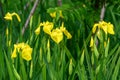 Close up of many delicate wild yellow iris flowers in full bloom, in a garden in a sunny summer day, beautiful outdoor floral back Royalty Free Stock Photo