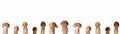 Close up of many different Boletus edulis king bolete,  penny bun, cep, porcini, mushroom isolated on white background banner Royalty Free Stock Photo