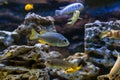 Close-up of many fishes Royalty Free Stock Photo