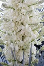 Close up of many flowers of the yucca plant in bloom Royalty Free Stock Photo