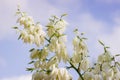 Close up of many flowers of the yucca plant in bloom.