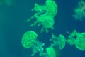 Close up many fluorescent green jellyfish Royalty Free Stock Photo