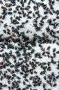 Many fly and Dirty insect and dead fly or carrion of fly on whit Royalty Free Stock Photo